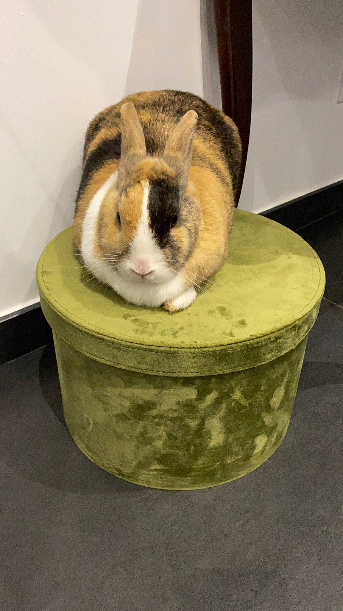 Craquotte participe au concours pour gagner de l'argent avec cette photo : cat_supply, domestic_rabbit, rabbit, rabbits_and_hares