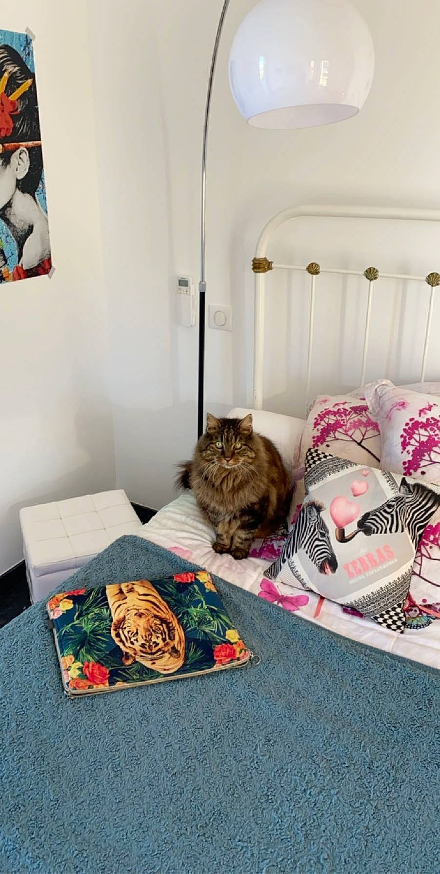 Saeta a rejoint le concours — aidez-le/la à gagner de superbes lots ! bed, bedroom, carnivore, cat, european_shorthair, felidae, floor, fur, furniture, home, house, interior_design, kitten, living_room, room, small_to_medium_sized_cats, tabby_cat, table, textile, whiskers