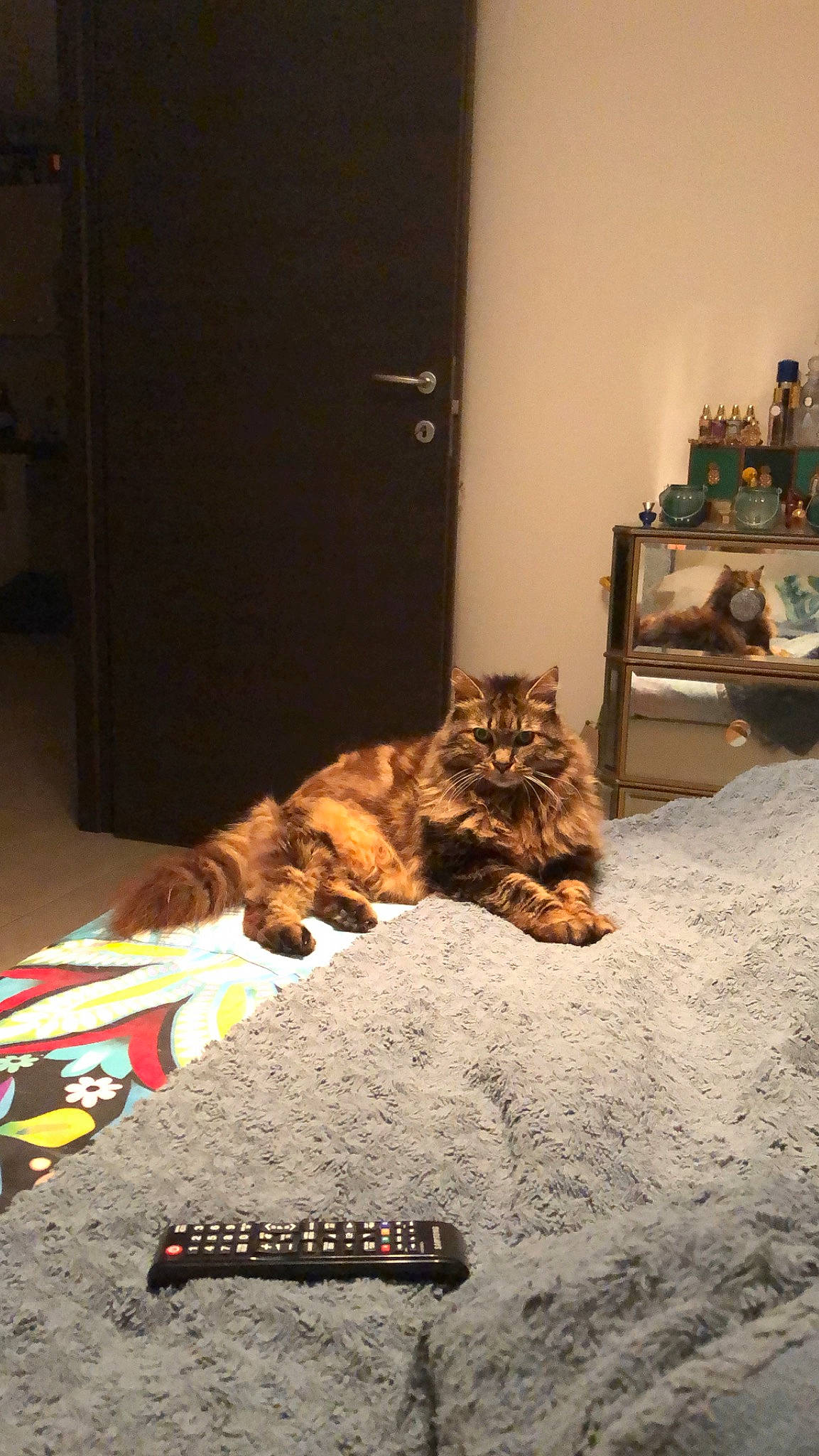 Saeta a rejoint le concours — aidez-le/la à gagner de superbes lots ! bengal, carnivore, cat, felidae, small_to_medium_sized_cats