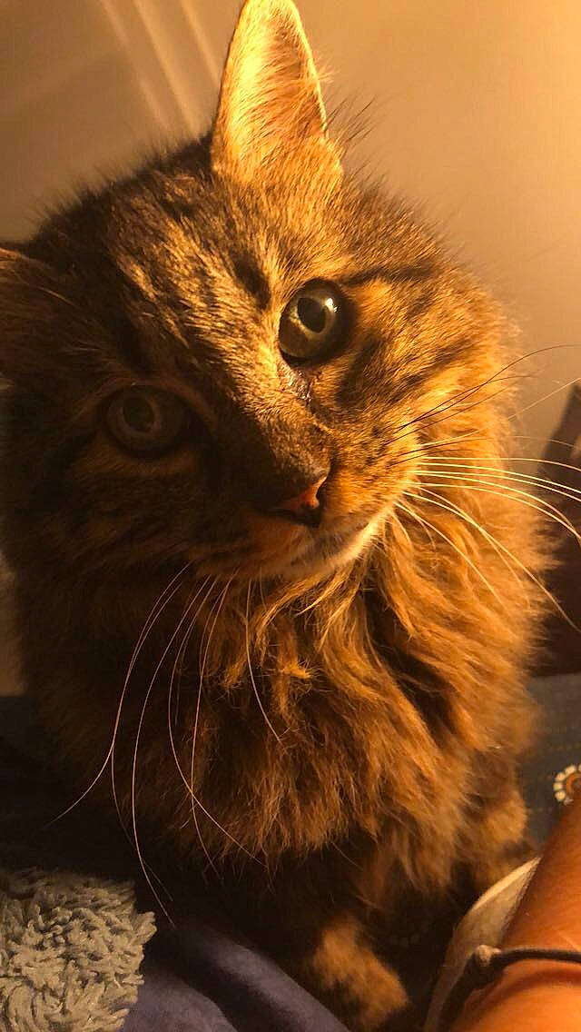 Saeta a rejoint le concours — aidez-le/la à gagner de superbes lots ! american_bobtail, american_curl, asian, british_semi_longhair, carnivore, cat, close_up, domestic_long_haired_cat, domestic_short_haired_cat, european_shorthair, eye, felidae, fur, kitten, norwegian_forest_cat, siberian, small_to_medium_sized_cats, snout, tabby_cat, whiskers