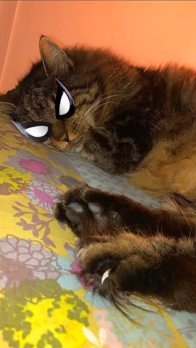 Saeta a rejoint le concours — aidez-le/la à gagner de superbes lots ! carnivore, cat, claw, domestic_long_haired_cat, domestic_short_haired_cat, european_shorthair, felidae, fur, kitten, nebelung, norwegian_forest_cat, paw, small_to_medium_sized_cats, snout, somali, tail, whiskers