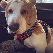 Woodrow joined the competition — help win amazing prizes! animal, bear_ears, blanket, brown_and_white, car_interior, close_up, clouds, cozy, cute, dog, furry, hat, indoor, leash, pet, portrait, red_harness, seated, sky, window