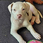 Misty is registered to the contest to win money with this photo: animal, brown_spot, carpet, close_up, cute, dog, domestic_animal, floor, indoor, laying_down, looking_at_camera, pet, pet_toy, playful, plush_toy, puppy, soft_toy, toy, white_dog, young_dog