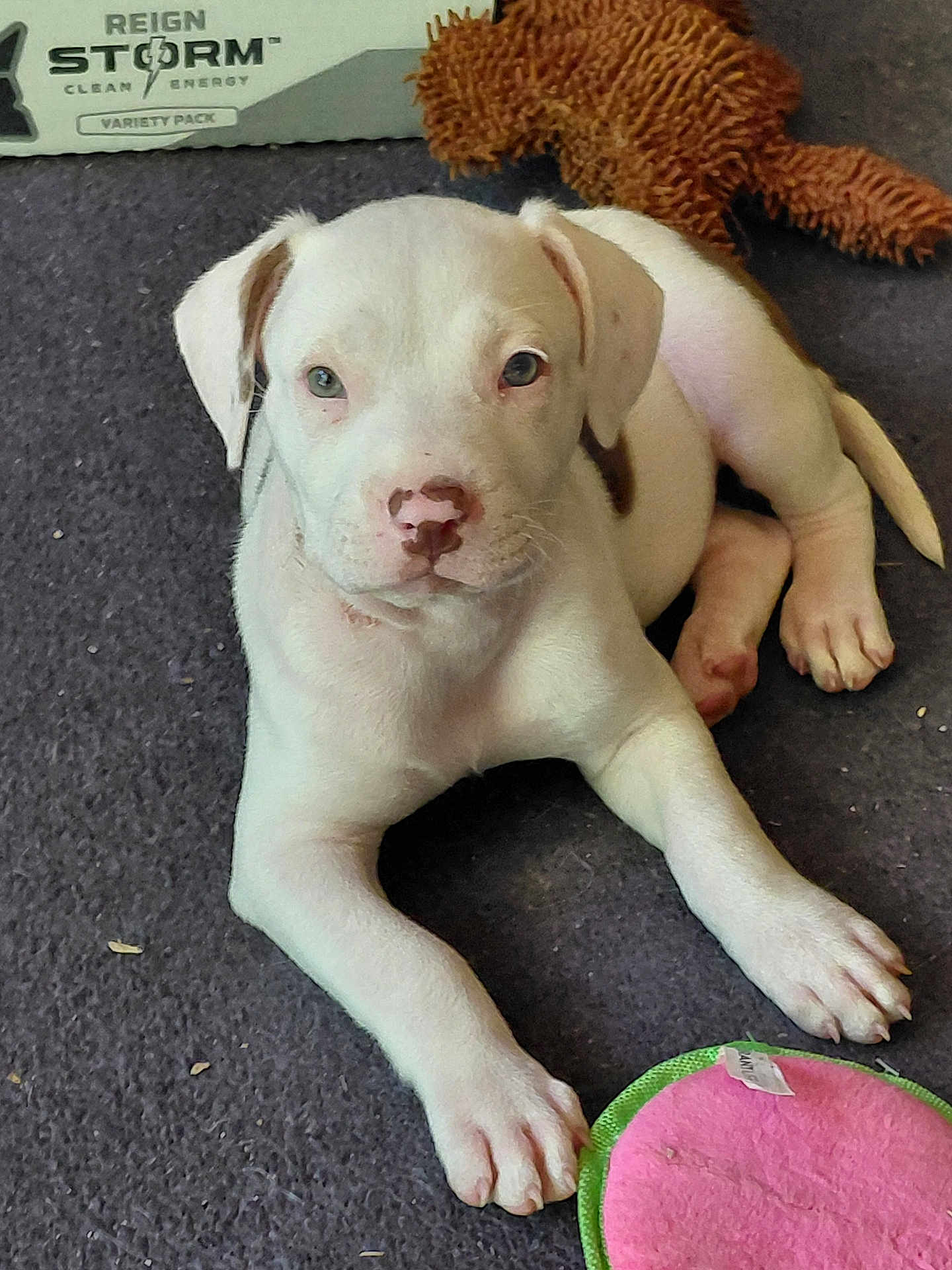 Misty is registered to the contest to win money with this photo: animal, brown_spot, carpet, close_up, cute, dog, domestic_animal, floor, indoor, laying_down, looking_at_camera, pet, pet_toy, playful, plush_toy, puppy, soft_toy, toy, white_dog, young_dog