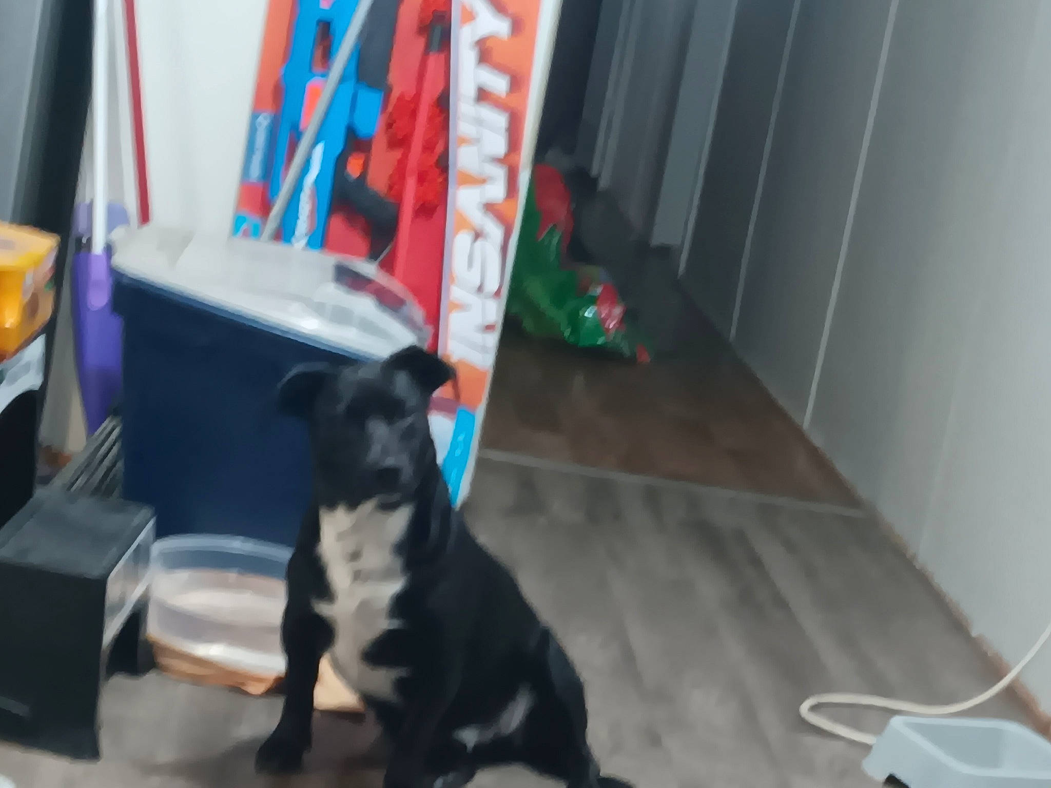 Jet joined the competition — help win amazing prizes! canidae, carnivore, companion_dog, dog, dog_breed, fawn, felidae, flooring, fur, guard_dog, hardwood, non_sporting_group, pet_supply, room, small_to_medium_sized_cats, snout, sporting_group, tail, whiskers, working_animal