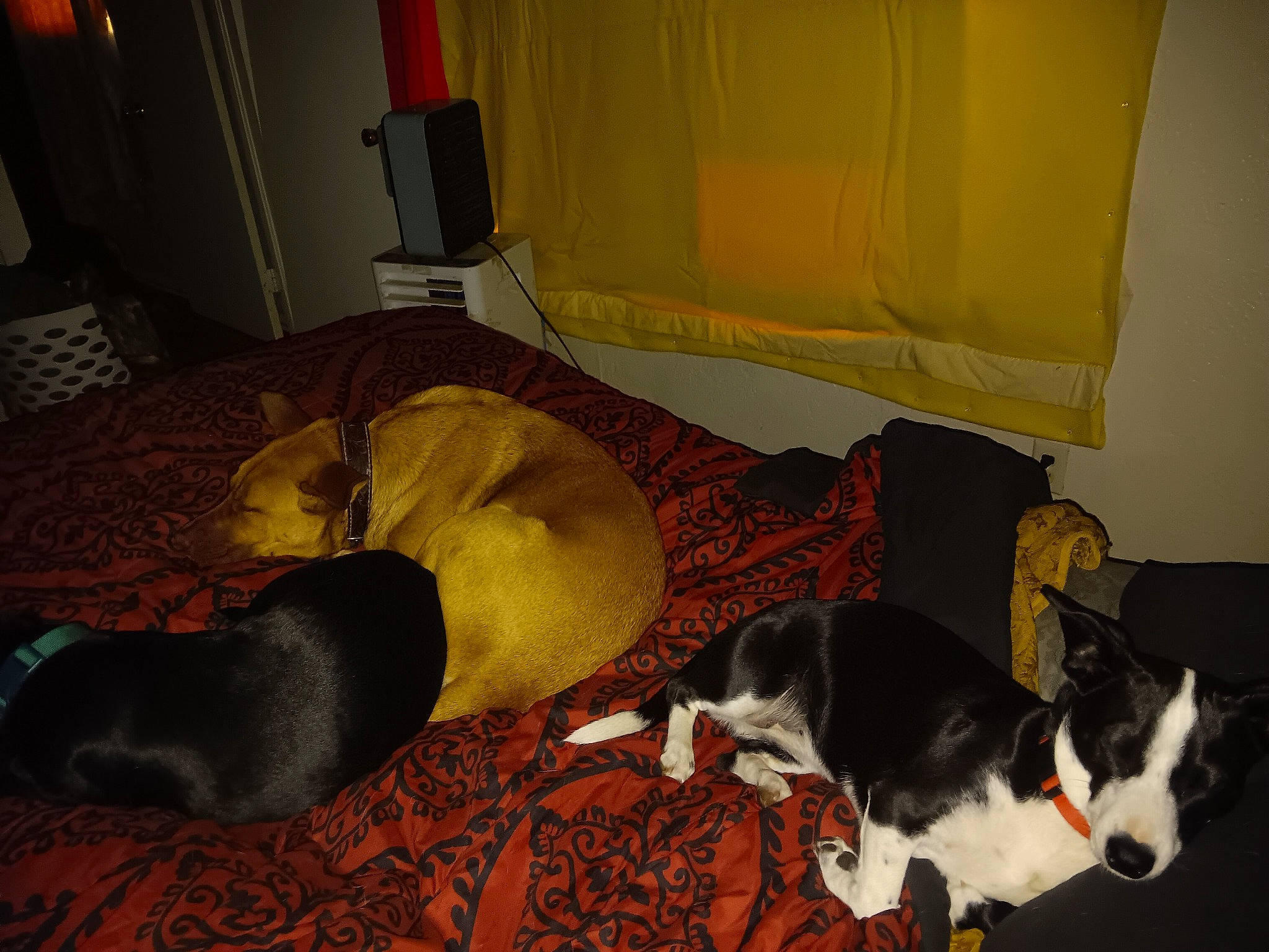 Jet joined the competition — help win amazing prizes! carnivore, comfort, companion_dog, couch, dog, dog_breed, dog_supply, felidae, floor, flooring, fur, hardwood, linens, pet_supply, room, small_to_medium_sized_cats, snout, sporting_group, tail, working_animal