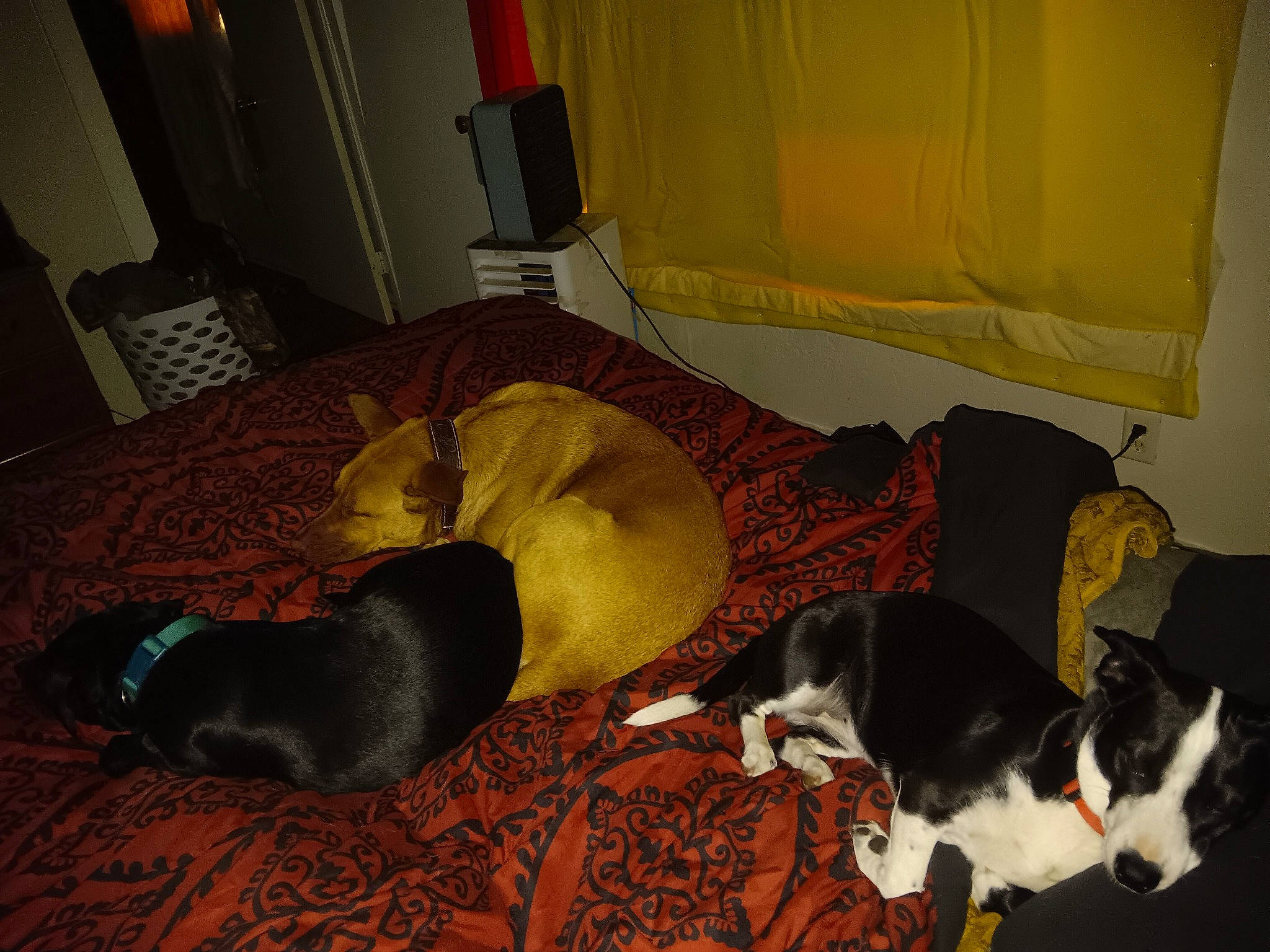 Jet joined the competition — help win amazing prizes! brown, carnivore, comfort, companion_dog, dog, dog_breed, dog_supply, fawn, felidae, floor, flooring, hardwood, linens, pet_supply, room, sporting_group, tail, wood, wood_flooring, working_animal