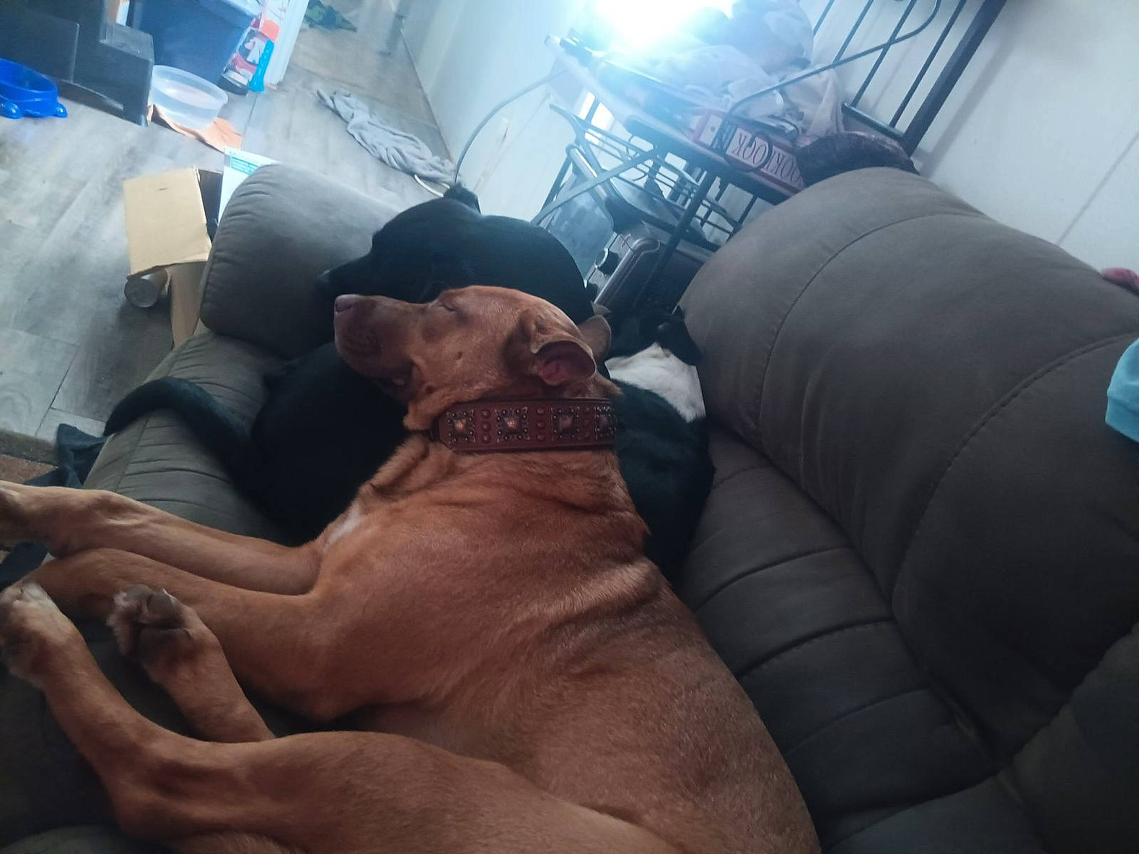 Luna joined the competition — help win amazing prizes! air_travel, canidae, carnivore, comfort, companion_dog, couch, dog, dog_breed, fawn, flooring, fun, guard_dog, hat, mammal, passenger, snout, sporting_group, working_animal, wrinkle, wrist