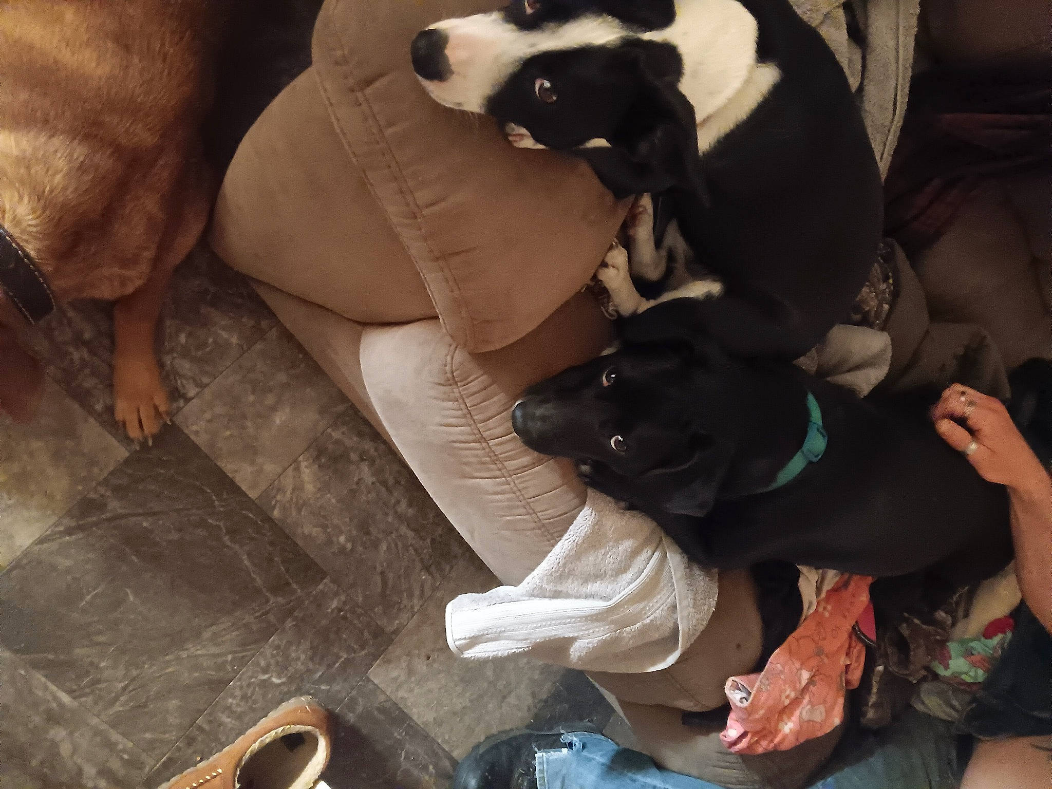 Jazz is registered to the contest to win money with this photo: abdomen, chest, comfort, companion_dog, elbow, eyewear, fawn, flesh, foot, fur, hand, human_leg, knee, lap, nail, sitting, sunglasses, thigh, tree, trunk