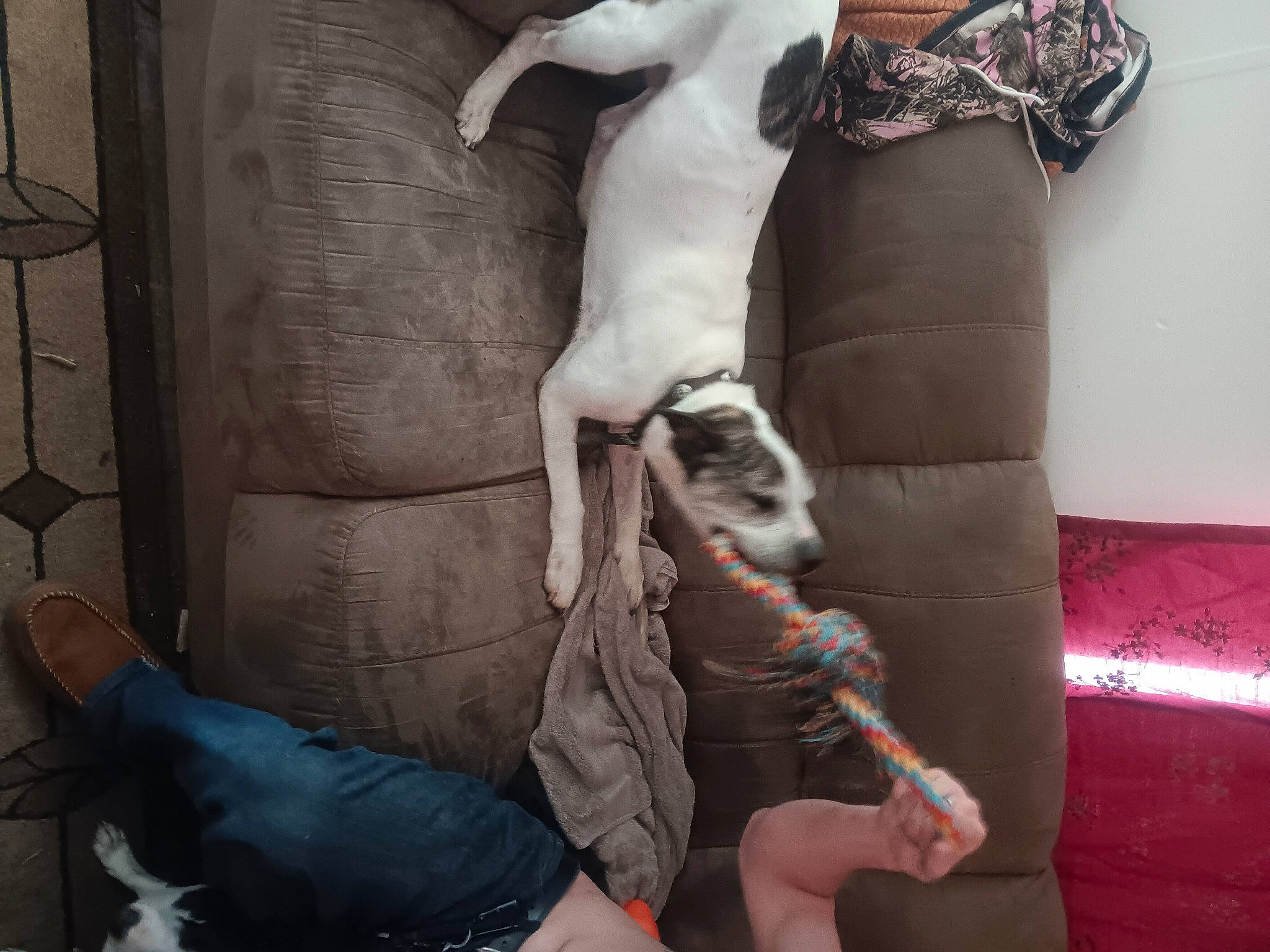 Crash joined the competition — help win amazing prizes! carnivore, comfort, companion_dog, couch, dog, dog_breed, elbow, fawn, foot, fur, human_leg, knee, lap, leg, linens, room, sitting, tail, thigh, wrist