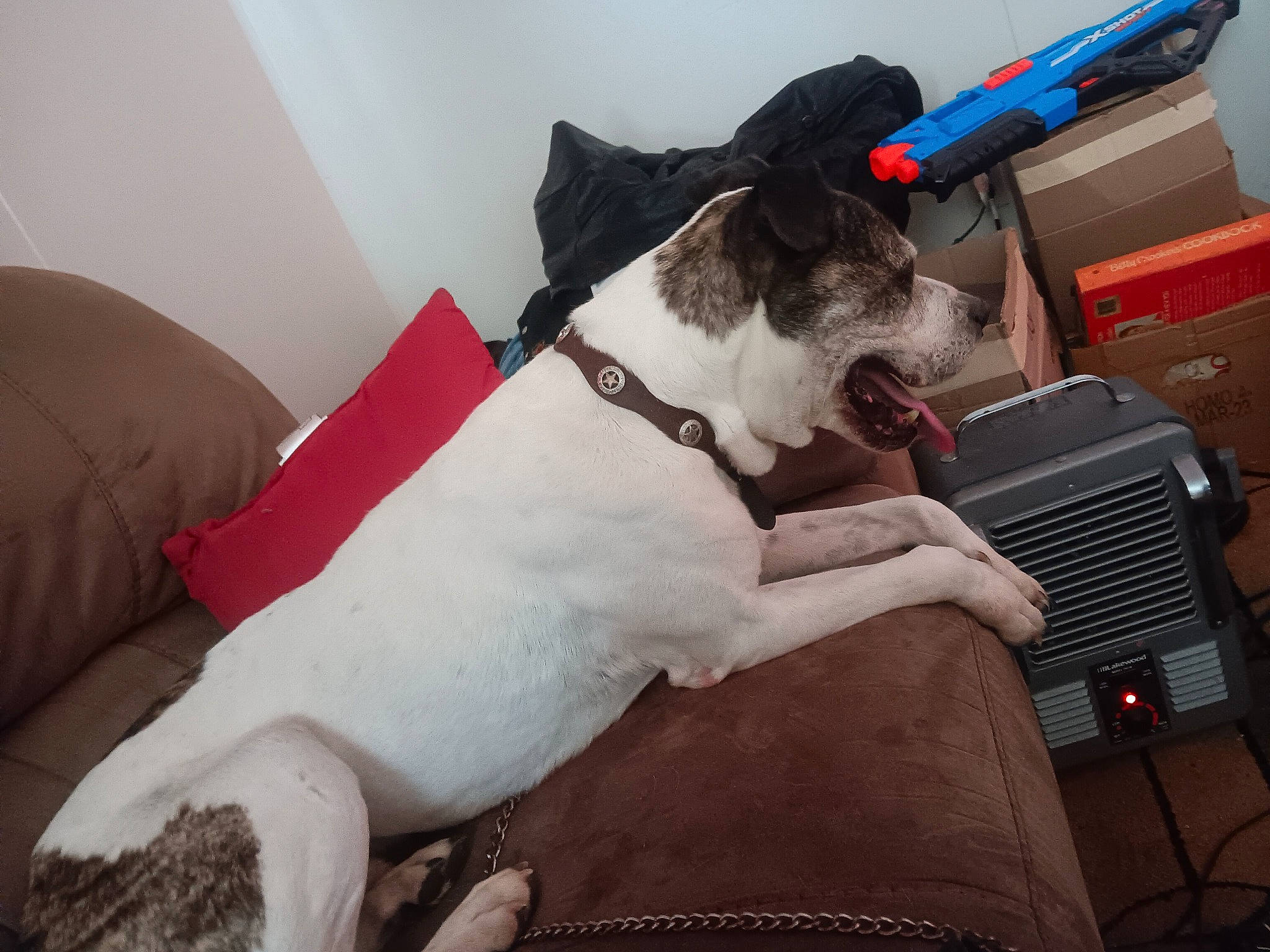 Crash is registered to the contest to win money with this photo: canidae, carnivore, collar, comfort, companion_dog, dog, dog_breed, dog_collar, dog_supply, fawn, fur, hood, linens, motor_vehicle, pet_supply, snout, sporting_group, vehicle_door, windshield, working_animal