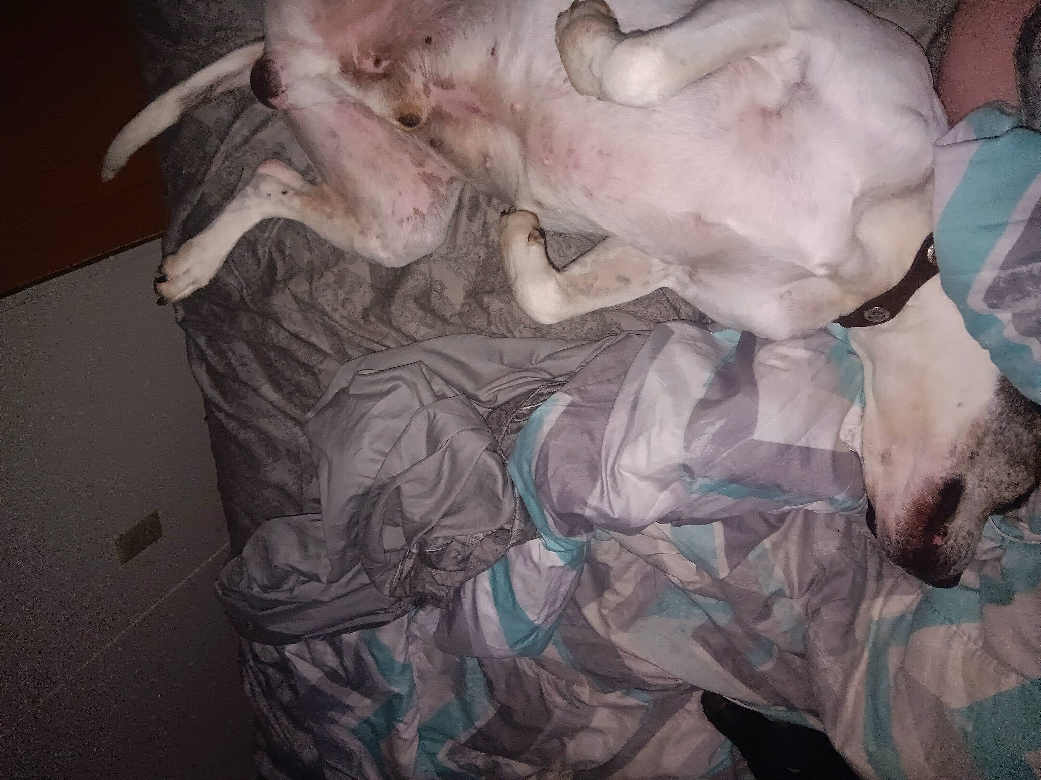 Crash joined the competition — help win amazing prizes! art, canidae, carnivore, chest, companion_dog, dog, dog_breed, fawn, flesh, fur, gesture, guard_dog, jaw, paw, snout, sporting_group, tail, trunk, visual_arts, working_animal