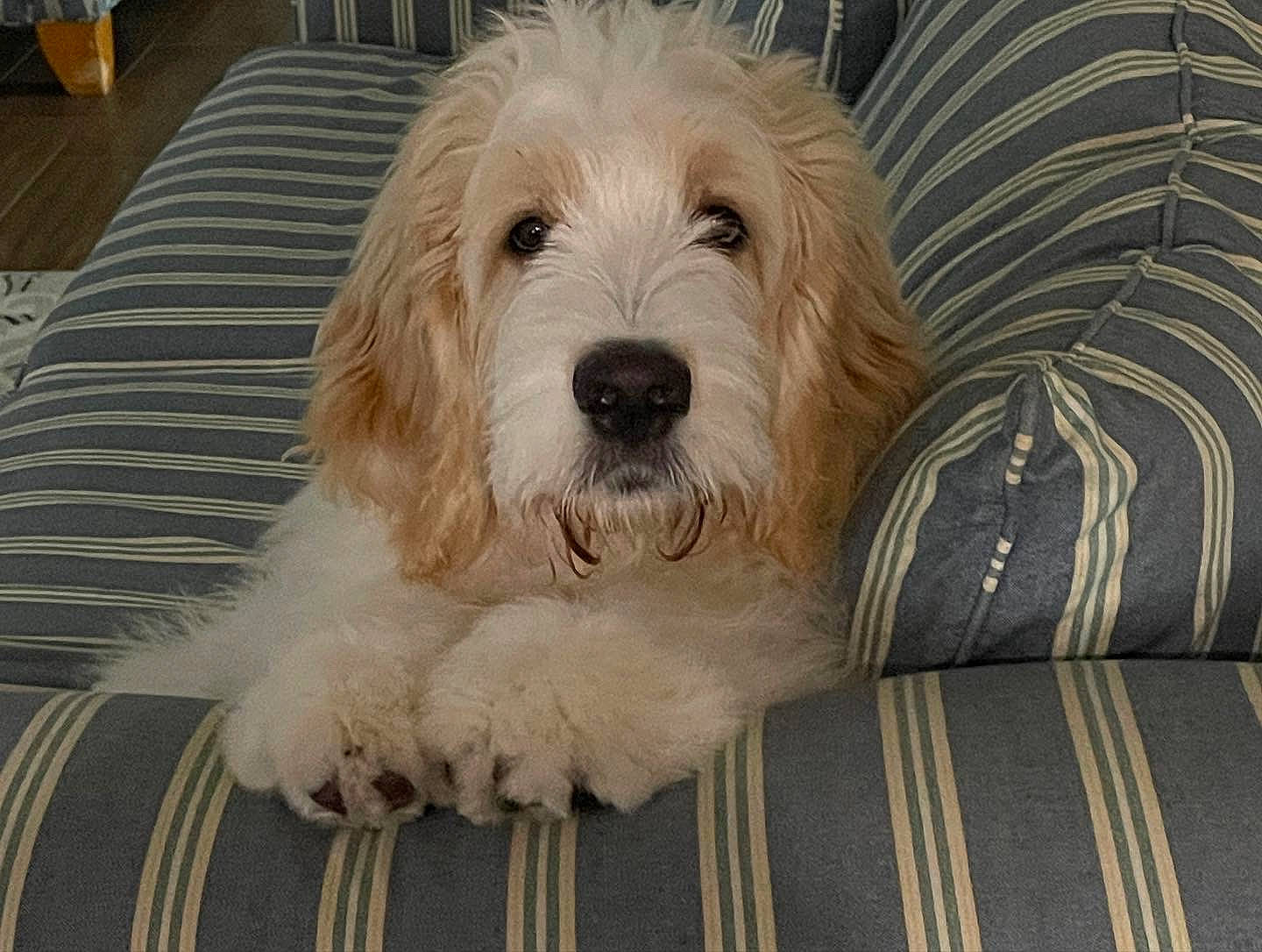 Peaches is registered to the contest to win money with this photo: canidae, carnivore, comfort, companion_dog, couch, dog, dog_breed, flooring, fur, labradoodle, maltepoo, small_terrier, snout, sporting_group, terrier, toy_dog, water_dog, wood, working_animal