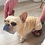 Stella joined the competition — help win amazing prizes! dog, french_bulldog, pet, indoor, wooden_floor, hand, paw, light_tan, small_dog, companion, cute, animal, canine, friendly, caring, human_hand, floor, ears, looking_up, domestic