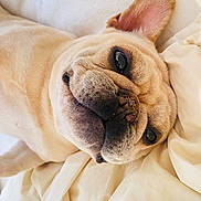 Stella joined the competition — help win amazing prizes! dog, french_bulldog, pet, close_up, lying_down, blanket, cream_color, cute, relaxed, ears, face, animal, domestic_animal, snout, fur, whiskers, indoor, sleepy, portrait, companion