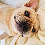 dog, french_bulldog, pet, close_up, lying_down, blanket, cream_color, cute, relaxed, ears, face, animal, domestic_animal, snout, fur, whiskers, indoor, sleepy, portrait, companion