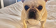 Stella is registered to the contest to win money with this photo: french_bulldog, dog, bed, white_bedspread, ears, pet, indoor, cozy, bedroom, curtains, window, modern_kitchen, lighting, floor_lamp, fur, animal, canine, cute, companion, portrait