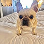 french_bulldog, dog, bed, white_bedspread, ears, pet, indoor, cozy, bedroom, curtains, window, modern_kitchen, lighting, floor_lamp, fur, animal, canine, cute, companion, portrait