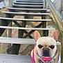 Stella joined the competition — help win amazing prizes! dog, french_bulldog, pet, animal, stairs, wooden, outdoor, leash, pink_harness, close_up, portrait, cute, canine, face, ears, expression, paws, daylight, nature, focused