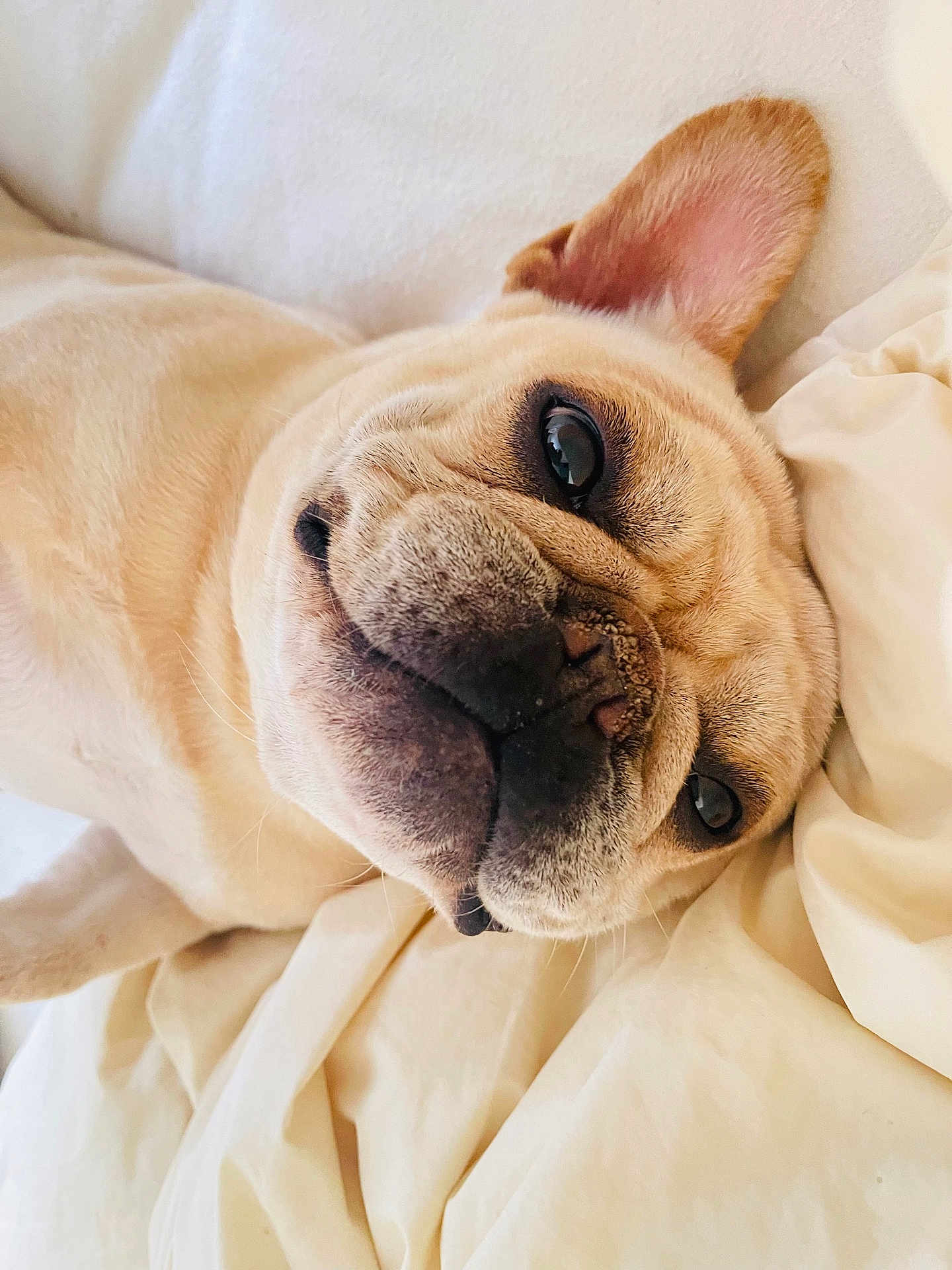 Stella