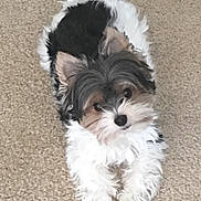 Koa Makaio is registered to the contest to win money with this photo: dog, puppy, small_dog, fluffy, black_fur, white_fur, tan_fur, carpet, pet, cute, lying_down, looking_up, indoor, animal, fur, ears, nose, eyes, adorable, companion