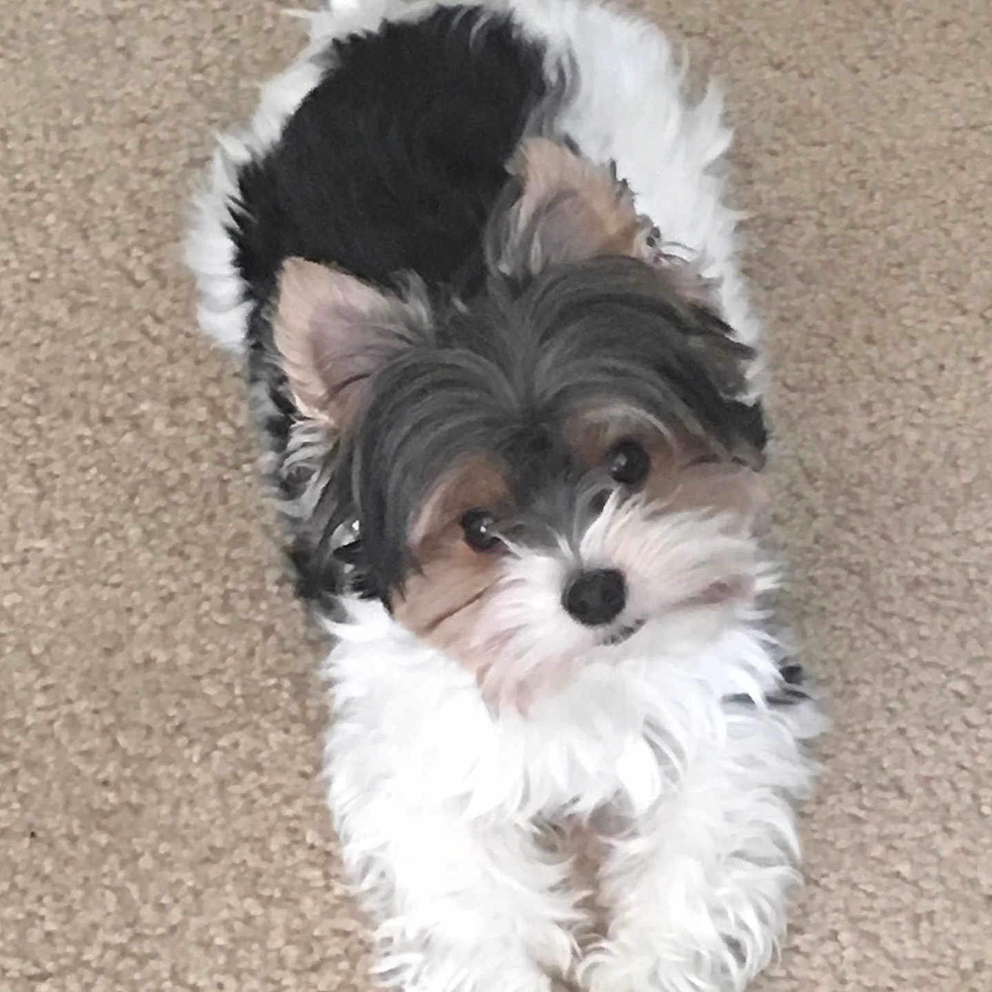 Koa Makaio is registered to the contest to win money with this photo: adorable, animal, black_fur, carpet, companion, cute, dog, ears, eyes, fluffy, fur, indoor, looking_up, lying_down, nose, pet, puppy, small_dog, tan_fur, white_fur