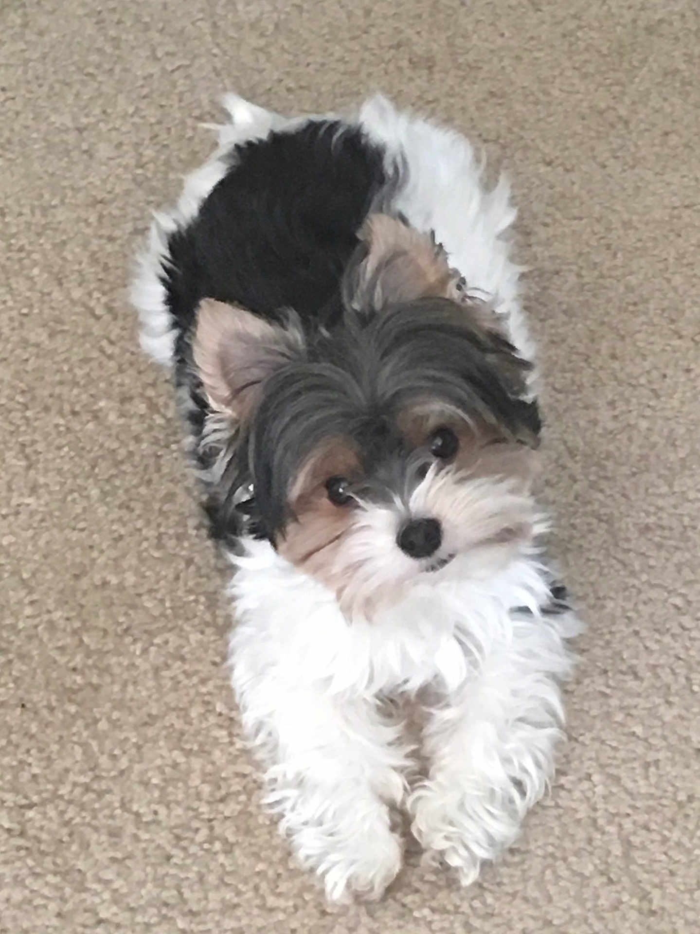 Koa Makaio is registered to the contest to win money with this photo: dog, puppy, small_dog, fluffy, black_fur, white_fur, tan_fur, carpet, pet, cute, lying_down, looking_up, indoor, animal, fur, ears, nose, eyes, adorable, companion