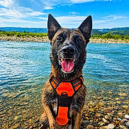 Goku a rejoint le concours — aidez-le/la à gagner de superbes lots ! dog, animal, pet, wet_dog, orange_harness, harness, sitting, smiling, open_mouth, tongue, pointed_ears, black_and_brown_fur, river, water, rocky_shore, pebbles, mountains, green_landscape, blue_sky, outdoor
