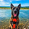 dog, animal, pet, wet_dog, orange_harness, harness, sitting, smiling, open_mouth, tongue, pointed_ears, black_and_brown_fur, river, water, rocky_shore, pebbles, mountains, green_landscape, blue_sky, outdoor