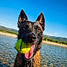 Goku a rejoint le concours — aidez-le/la à gagner de superbes lots ! dog, wet_dog, black_dog, portrait, tennis_ball, fetch, outdoors, river, lake, water, shoreline, pebbles, mountains, hills, blue_sky, sunlight, animal, canine, happy, playful