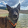 dog, wet_dog, black_and_brown, pointed_ears, harness, orange_harness, lake, water, mountains, outdoors, nature, landscape, clouds, sky, reflection, swimming, adventure, portrait, close_up, pet