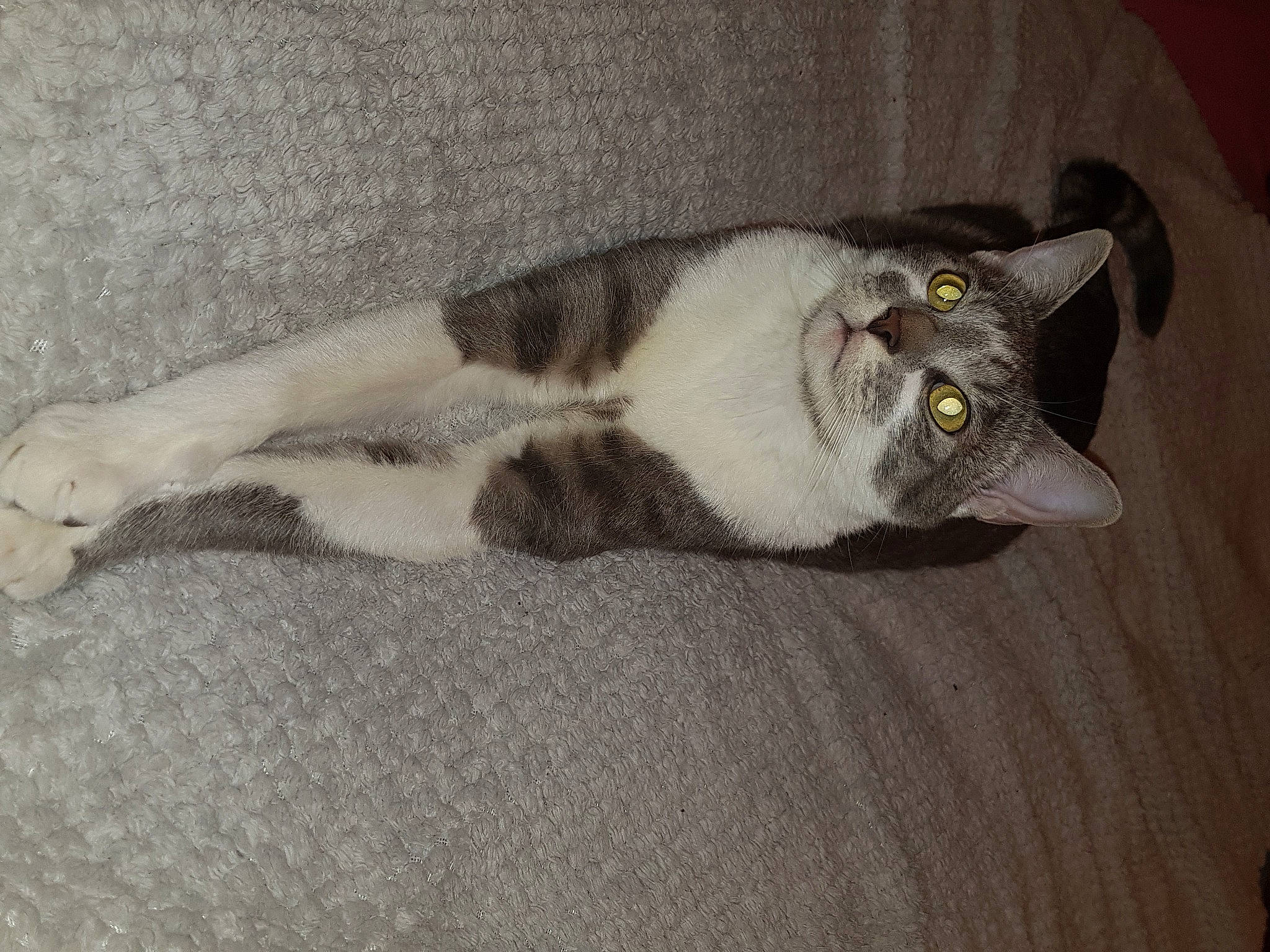 Eros a rejoint le concours — aidez-le/la à gagner de superbes lots ! carnivore, cat, comfort, domestic_short_haired_cat, felidae, fur, grey, paw, small_to_medium_sized_cats, snout, tail, whiskers, wood