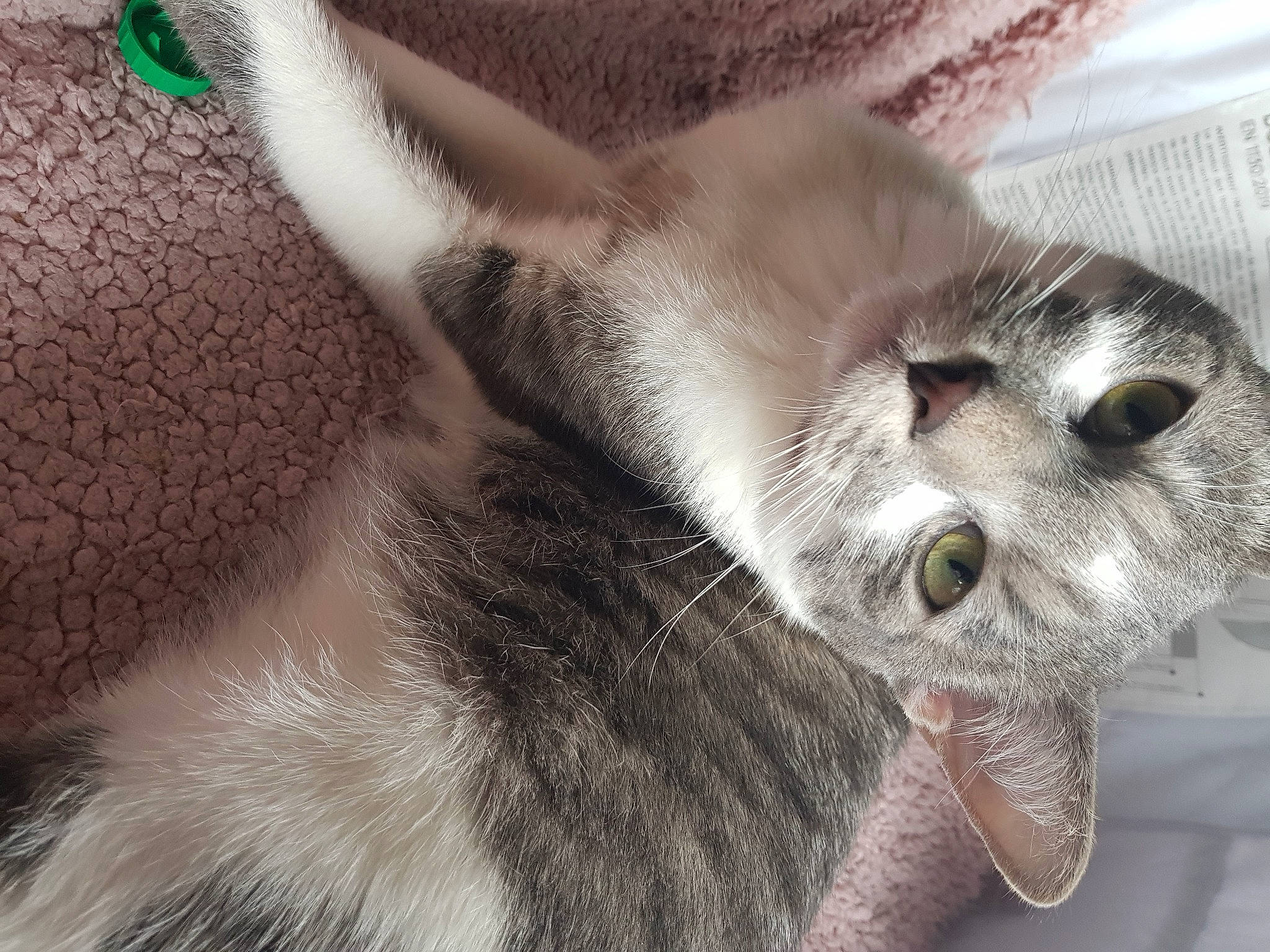 Eros a rejoint le concours — aidez-le/la à gagner de superbes lots ! carnivore, cat, cat_supply, claw, domestic_short_haired_cat, ear, fang, fawn, felidae, fur, grey, paw, small_to_medium_sized_cats, tail, whiskers