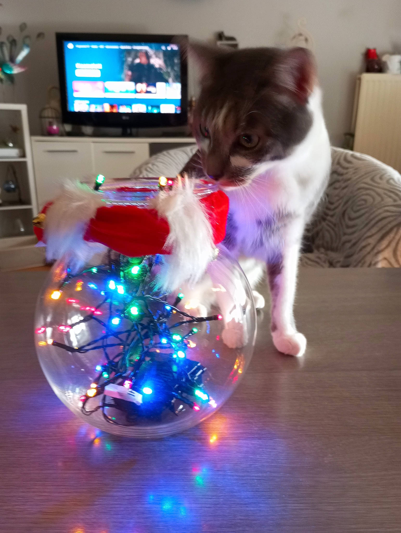 Eros a rejoint le concours — aidez-le/la à gagner de superbes lots ! carnivore, cat, christmas, christmas_decoration, christmas_eve, christmas_ornament, christmas_tree, domestic_short_haired_cat, electric_blue, event, felidae, glass, holiday, holiday_ornament, ornament, small_to_medium_sized_cats, tail, television, tree, whiskers