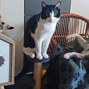 Simba a rejoint le concours — aidez-le/la à gagner de superbes lots ! cat, black_and_white_cat, scratching_post, chair, wicker_chair, blanket, paw_prints, indoor, pet, animal, feline, curious, perched, lounging, cozy, home, furniture, frame, soft_lighting, domestic