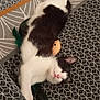 Simba a rejoint le concours — aidez-le/la à gagner de superbes lots ! cat, black_and_white, pet, sleeping, toy_mouse, feathers, patterned_background, relaxed, feline, indoor, cute, animal, resting, whiskers, pink_nose, soft_fur, lying_down, playful, domestic_cat, close_up