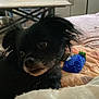 Groot participe au concours pour gagner de l'argent avec cette photo : dog, black_dog, small_dog, bed, blanket, toy, fish_toy, indoor, pet, fur, curious, lying_down, household, furniture, closeup, animal, cute, companion, domestic, resting
