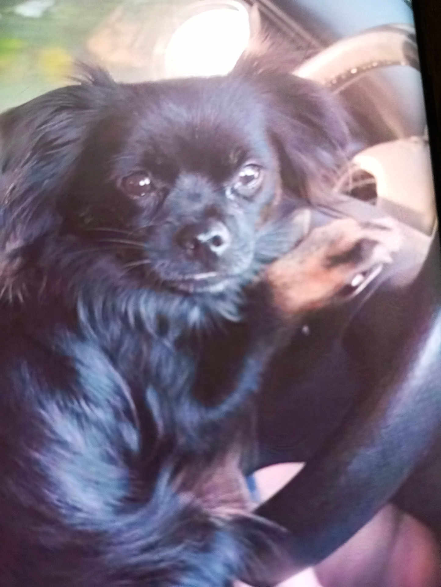 Groot a rejoint le concours — aidez-le/la à gagner de superbes lots ! dog, black_fur, small_dog, pet, animal, steering_wheel, car_interior, lap, close_up, fur, ears, eyes, nose, paw, seat, human, holding, cute, portrait, indoor