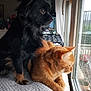 Groot a rejoint le concours — aidez-le/la à gagner de superbes lots ! dog, cat, window, indoor, pet, animal, black_dog, ginger_cat, fur, cozy, blanket, looking_out, natural_light, curtain, table, home, companions, relaxed, curious, domestic