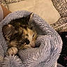 kitten, cat, sleeping, blanket, cozy, indoor, cute, fur, pet, animal, soft, resting, warm, comfort, wrapped, paws, closeup, young, snuggled, relaxed