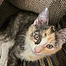 Biscuit joined the competition — help win amazing prizes! kitten, cat, calico, pet, animal, feline, close_up, indoor, couch, texture, pattern, resting, cute, whiskers, fur, ears, eyes, pink_nose, domestic_animal, relaxed
