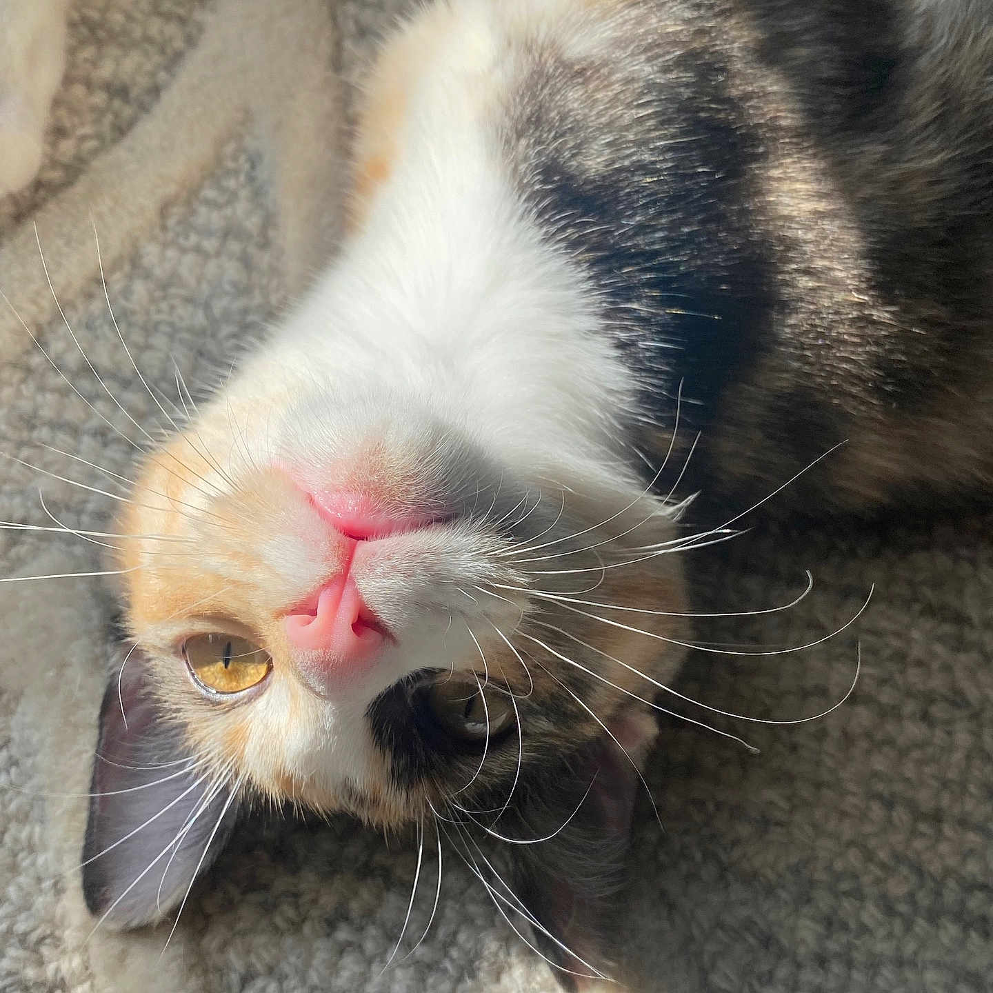 Biscuit