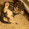 Biscuit joined the competition — help win amazing prizes! cat, carpet, paw, stretching, indoor, feline, fur, whiskers, baseboard, floor, tabby, pet, animal, relaxed, cute, pink_paw_pads, sleepy, domestic, mammal, resting