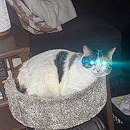 Cocoa joined the competition — help win amazing prizes! cat, indoor, pet, feline, cat_bed, glowing_eyes, flash, cozy, animal, fur, white, brown, black, household, furniture, lamp, blanket, laundry_basket, carpet, relaxed