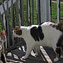 cat, calico_cat, outdoor, porch, wooden_floor, sunlight, shadow, greenery, animal, pet, feline, curious, walking, nature, daylight, old_paint, closeup, two_animals, domestic_cat, exploring