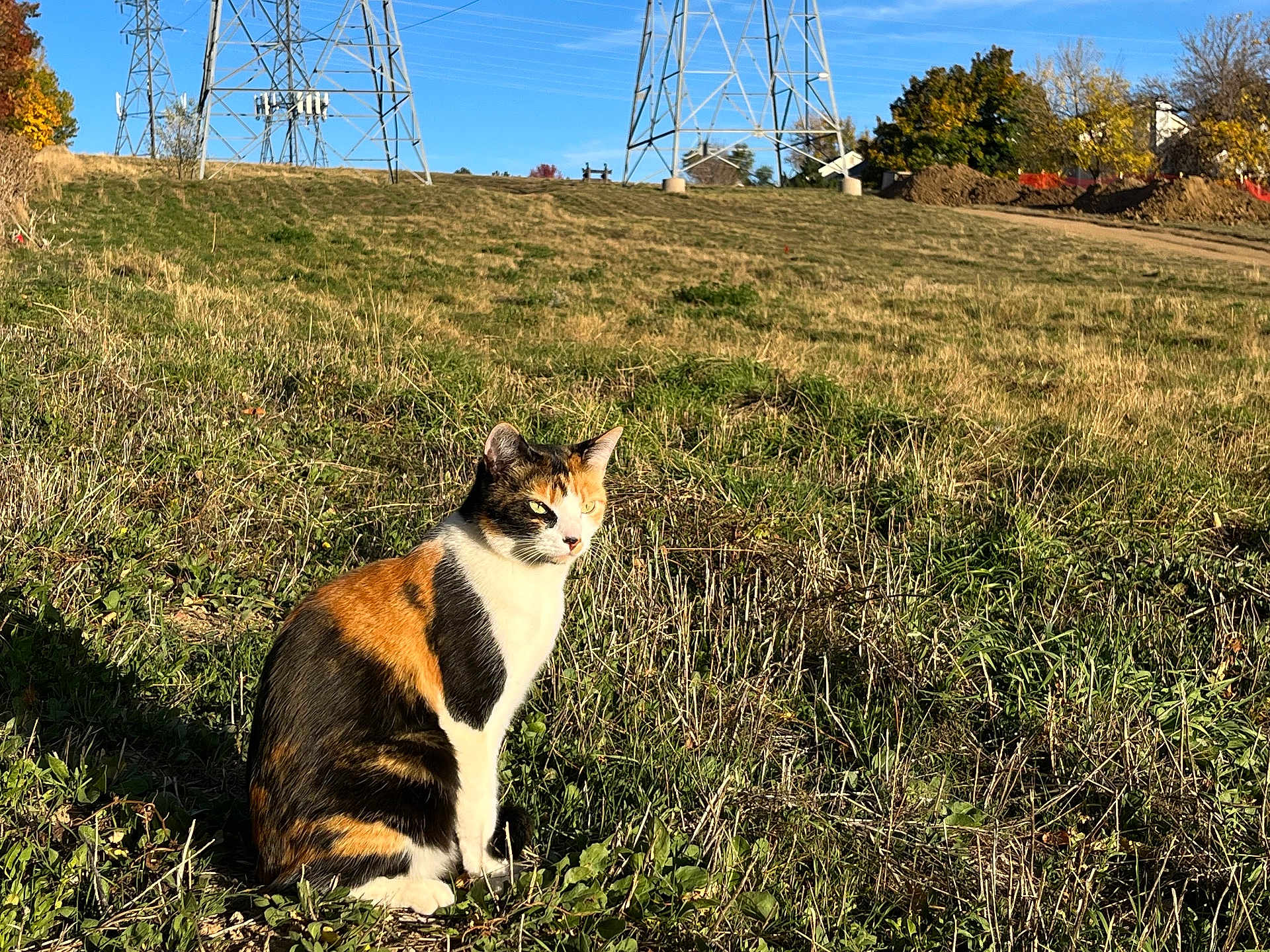Mochi joined the competition — help win amazing prizes! cat, calico_cat, grass, field, outdoor, nature, animal, sunlight, blue_sky, trees, autumn, pylons, power_lines, sitting, pet, mammal, fur, whiskers, daylight, landscape