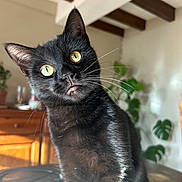 Maleo participe au concours pour gagner de l'argent avec cette photo : black_cat, cat, yellow_eyes, indoor, curious, head_tilt, wooden_beams, plant, green_leaves, natural_light, pet, whiskers, feline, close_up, domestic_animal, fur, animal_portrait, table, cozy, houseplant