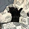 Maleo participe au concours pour gagner de l'argent avec cette photo : black_cat, sleeping_cat, blanket, bed, cozy, indoor, pet, animal, fur, resting, cute, comfort, domestic_cat, patterned_blanket, sleep, relaxation, paw, whiskers, feline, nap