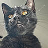 Maleo a rejoint le concours — aidez-le/la à gagner de superbes lots ! black_cat, cat, feline, close_up, whiskers, golden_eyes, pet, animal, fur, portrait, looking_up, indoor, cute, domestic_cat, mammal, mustache, alert, face, head, soft_light