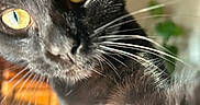 Maleo a rejoint le concours — aidez-le/la à gagner de superbes lots ! black_cat, close_up, golden_eyes, whiskers, indoor, houseplant, curious, pet, animal, feline, playful, fur, portrait, cat_face, domestic_cat, whisker_detail, bright_eyes, soft_light, home_interior, close_range
